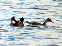 Red-breasted Merganser photo by Laura Erickson