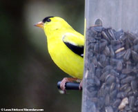 American Goldfinch photo by Laura Erickson