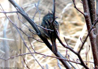 Swamp Sparrow photo by Laura Erickson